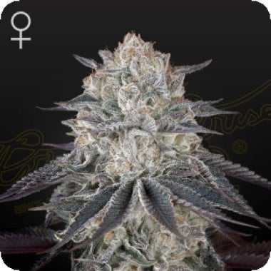 Green  House  Cannabis  Seeds  Fullgas