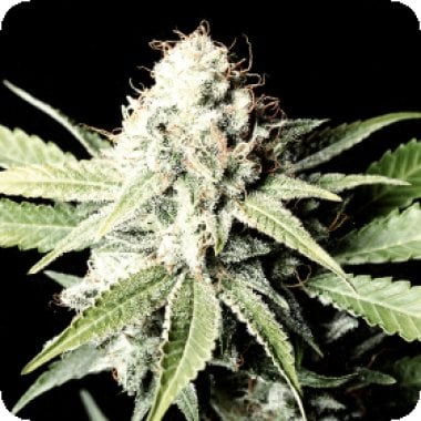 Green  House  Cannabis  Seeds  Great  White  Shark