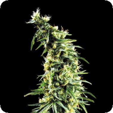 Green  House  Cannabis  Seeds  Hawaiian  Snow