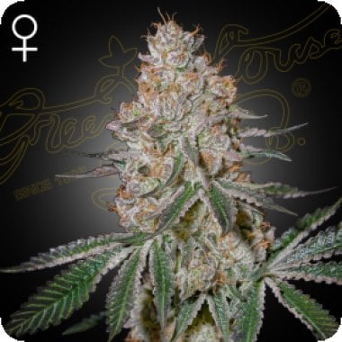 Green  House  Cannabis  Seeds  Highcloudz