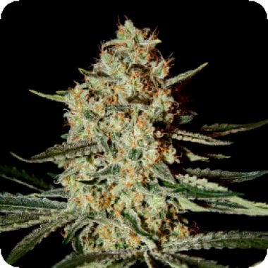 Green  House  Cannabis  Seeds  Himalaya  Gold