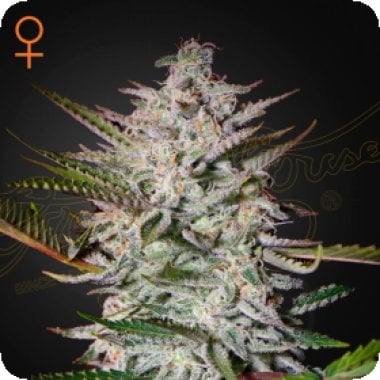 Green House Cannabis Seeds Holy Punch