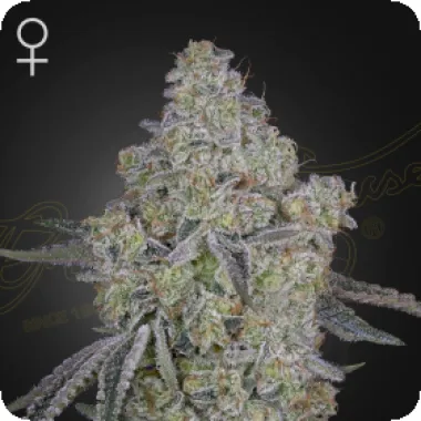 Green House Cannabis Seeds Honey Dipper
