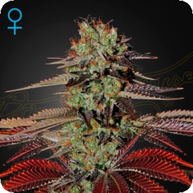 Green  House  Cannabis  Seeds  King  S  Kush  Auto