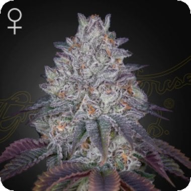 Green House Cannabis Seeds King S Tart
