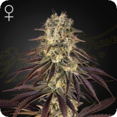 Green House Cannabis Seeds Kong S Krush