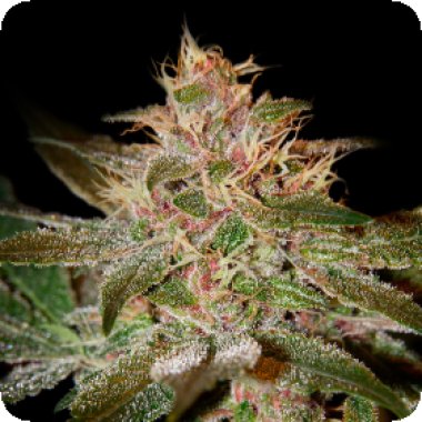 Green House Cannabis Seeds Pure Kush