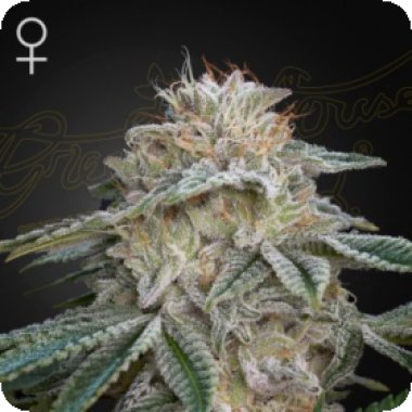 Green House Cannabis Seeds Super Banana Mango