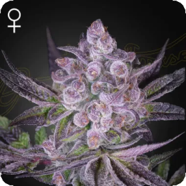 Green House Cannabis Seeds Super Boof X Motorbreath