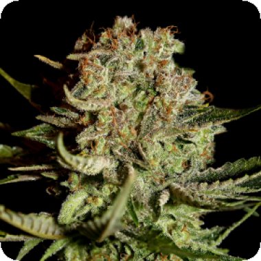 Green House Cannabis Seeds Super Bud