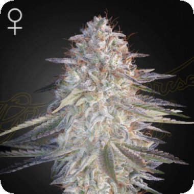 Green House Cannabis Seeds Super Lemon Haze X Pink Candy