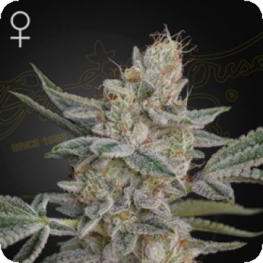 Green House Cannabis Seeds Super Lemon Haze X Rs11