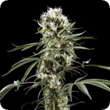 Green House Cannabis Seeds Super Lemon Haze