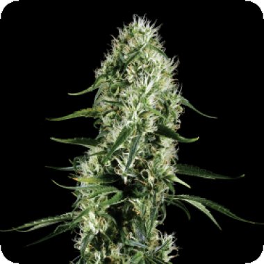 Green House Cannabis Seeds Super Silver Haze