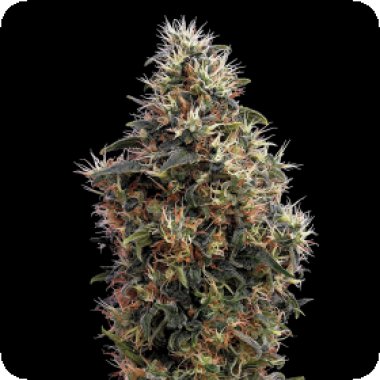 Green House Cannabis Seeds Sweet Mango Auto