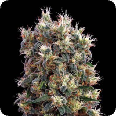 Green House Cannabis Seeds The Church