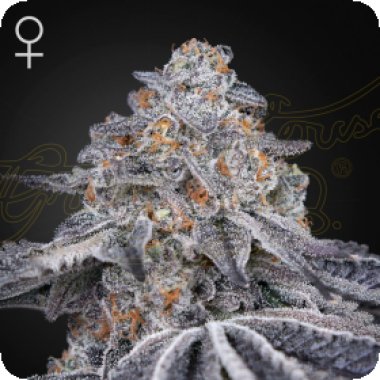 Green House Cannabis Seeds Velvet Moon