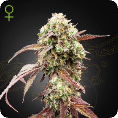 Green House Cannabis Seeds West Coast Og X Gelato 41 Auto