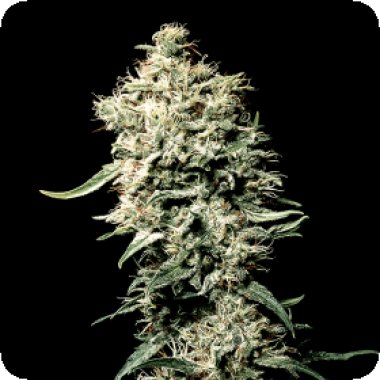 Green House Cannabis Seeds White Rhino