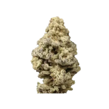 Growers Choice Cannabis Seeds Limited Edition Mac N Cheese