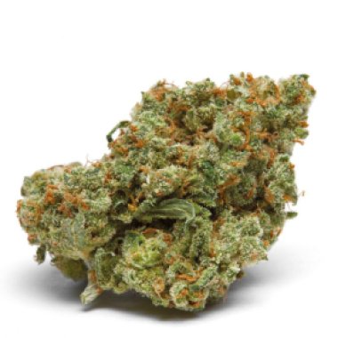 Growers Choice Cannabis Seeds The Real Amnesia Auto