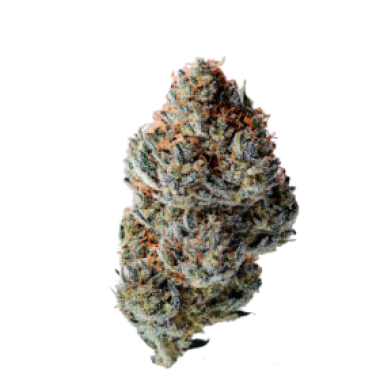 Growers Choice Cannabis Seeds Toad Venom Auto