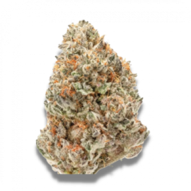 Growers Choice Cannabis Seeds Watermelon Wedding Cake Double Xl Auto