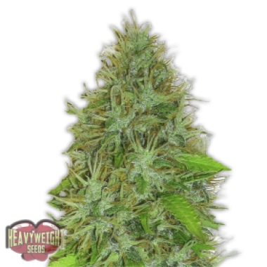 Heavyweight Cannabis Seeds 2 Fast 2 Vast Auto