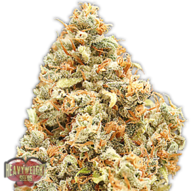 Heavyweight Cannabis Seeds Monster Profit