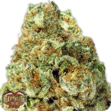 Heavyweight Cannabis Seeds Turbo Bud Auto