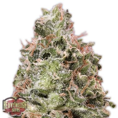 Heavyweight Cannabis Seeds Waist Deep Auto