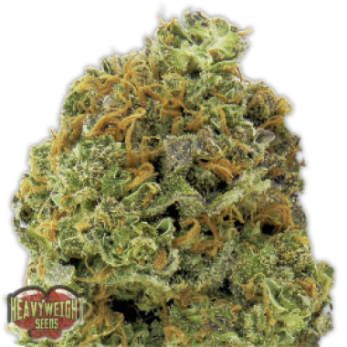 Heavyweight Cannabis Seeds Wipeout Express Auto