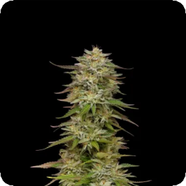 Humboldt Seed Company Cannabis Seeds Golden Sands