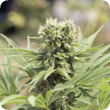 Humboldt  Seed  Organization  Cannabis  Seeds  Dedoverde  Haze