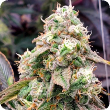 Humboldt  Seed  Organization  Cannabis  Seeds  Limited  Edition  Gushers  Fast  Version