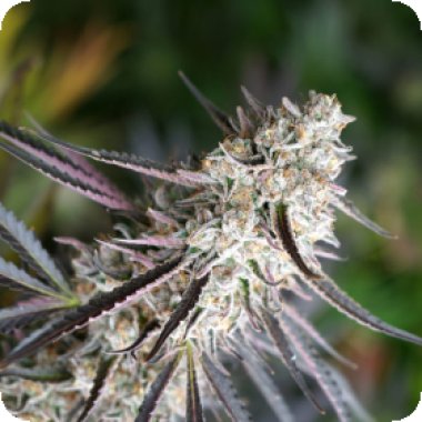 Humbolt  Seed  Organization  Cannabis  Seeds  Florida  Gas  Pack