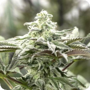 Humbolt  Seed  Organization  Cannabis  Seeds  Lemon  Citron