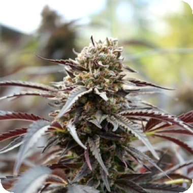 Humbolt  Seed  Organization  Cannabis  Seeds  White  Runtz  Fast  Version