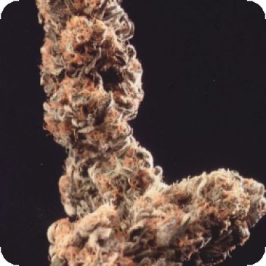 Kc Brains Cannabis Seeds Afghani Special