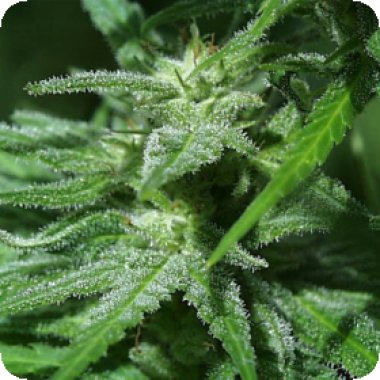 Kc Brains Cannabis Seeds Brain S Damage