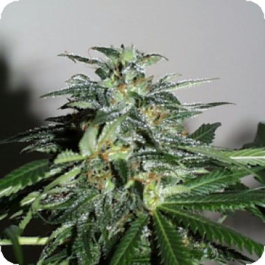 Kc Brains Cannabis Seeds Cyber Cristal