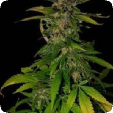 Kc Brains Cannabis Seeds Double D