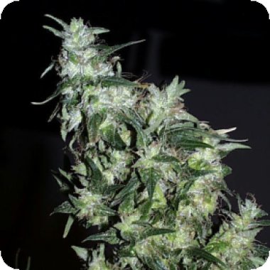 Kc Brains Cannabis Seeds Haze Special