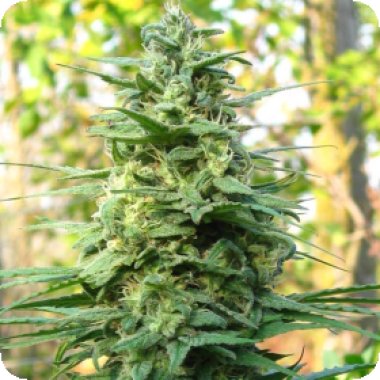 Kc Brains Cannabis Seeds Leda Uno