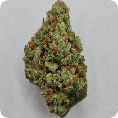 Kc Brains Cannabis Seeds Mac Mango