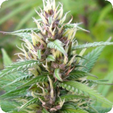 Kc Brains Cannabis Seeds Mind Bender