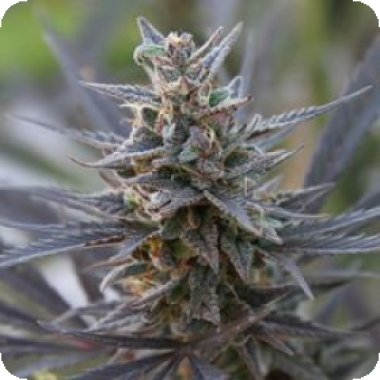 Kc Brains Cannabis Seeds Spontanica
