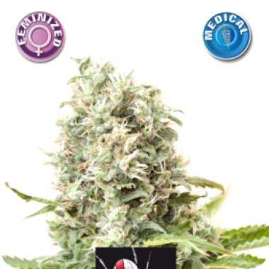 Kera Cannabis Seeds Medical White Widow