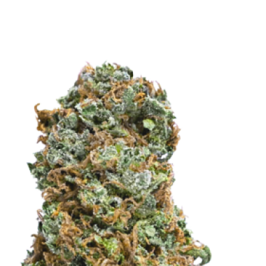 Mega Buds Cannabis Seeds Big Bruce