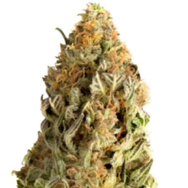Mega Buds Cannabis Seeds Mega Cbd